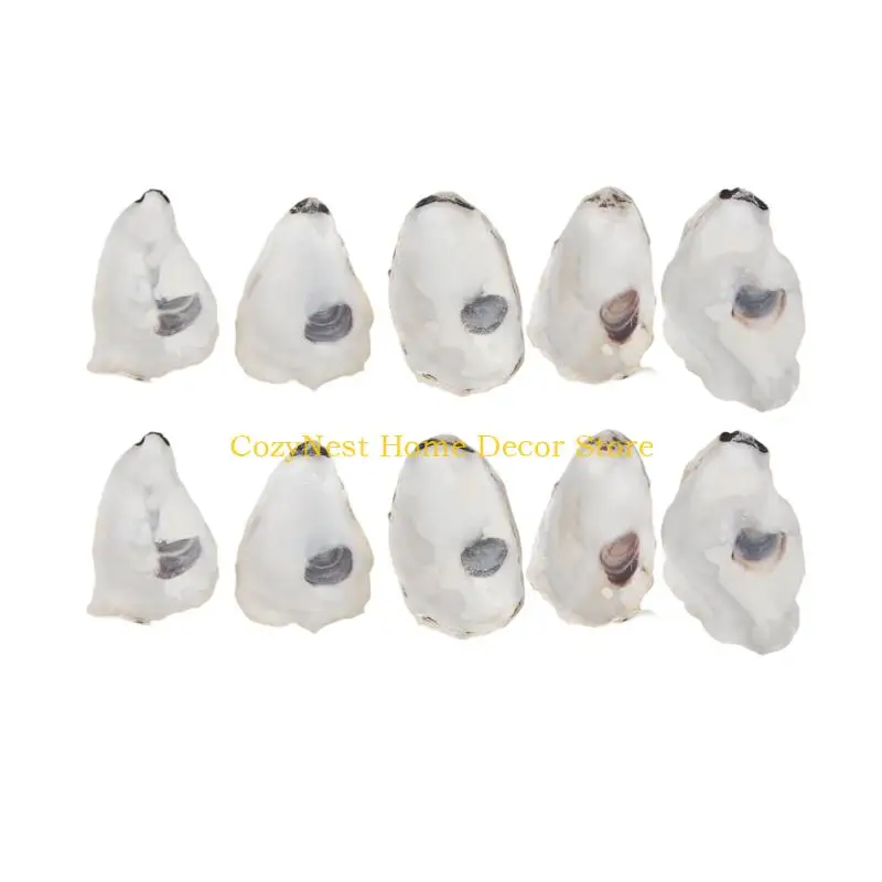 92MF Oysters Shell for Crafts Natural Oysters Shell for DIY Crafting Christmas Ornament Beach Decors Concave Oysters Shell