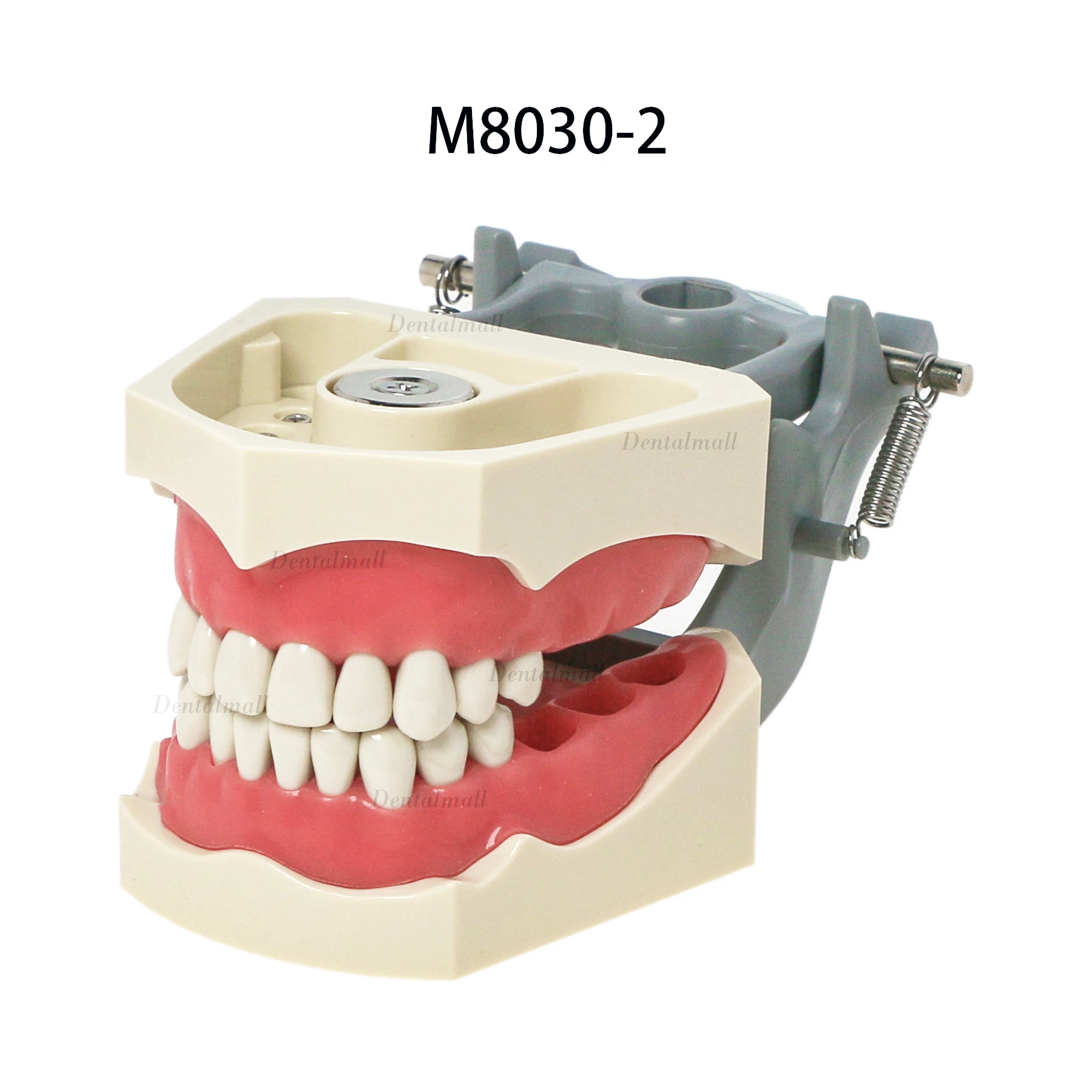 Dental Teeth Model 32 Removable Teeth with Soft Gingiva Magnetic Model Fit Columbia 860 Series Type