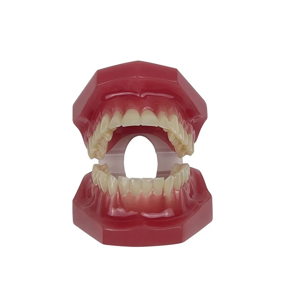 Dental Teaching Model Adult Standard Teeth Model Typodont Jaw Model Dentist Demonstration Tool For Education Training Study