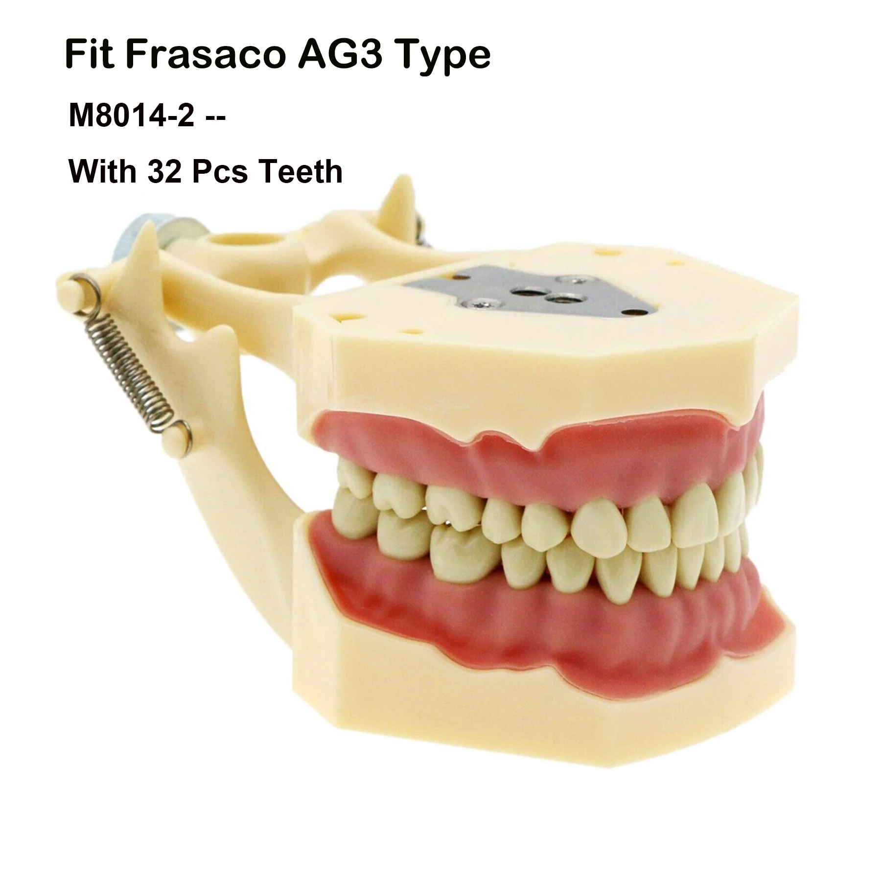 Frasaco ANA-4 AG3 Type Fit Dental Typodont Standard Practice Filling 28Pcs 32Pcs Screw-in Teeth Model Implant Restoration Demo