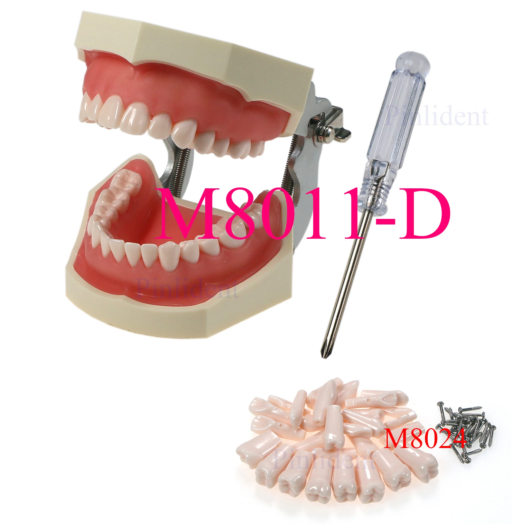 Dental Typodont Teeth Model Teeth 28Pcs Screw-in Teeth M8011-D Fits Kilgore NISSIN 500 Type Dental Teeth Model