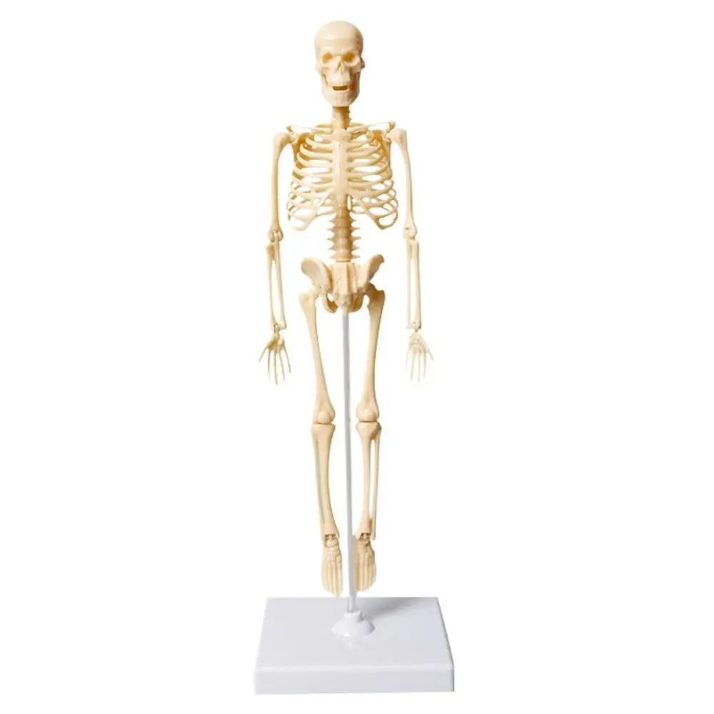 

Teaching DIY Bone Model Assembly Removable Joints Of Human Organ Model Educational Skeletal Human Body Model Student