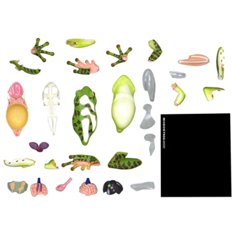 4D رؤية الضفدع نموذج تشريح 31 أجزاء أجهزة قابلة للفصل الهيكل العظمي علم الأحياء التعليم المعونة التعليمية