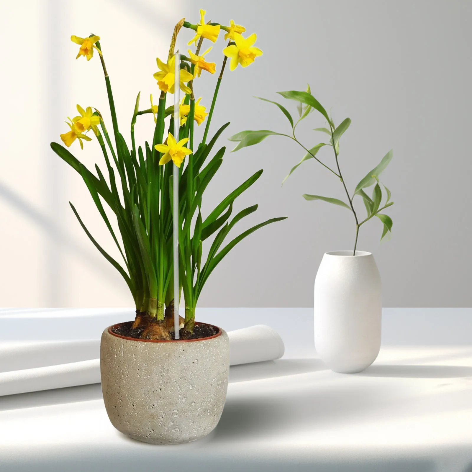 

POPETPOP Orchid Stakes and Clips 1 Set Acrylic Plant Support for Indoor Potted Plants Climbing Flowers Tomatoes