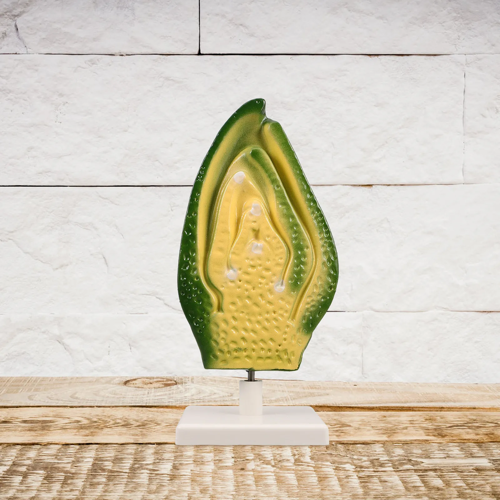 Plant Seed Embryo Detailed Hig - огляд і ціна Science Exhibition Models