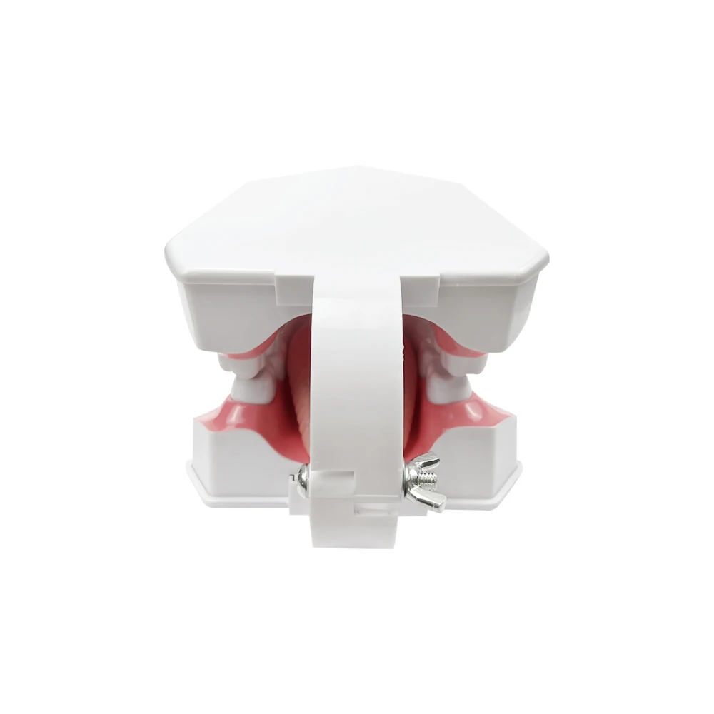 Thumbnail 2 - #32 Latest Dental Teaching Models Offers