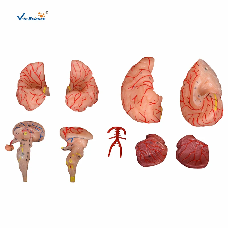 Brain with Arteries 9 Parts Human Teaching Brain Mantle Function Position Head Brain Anatomy Model