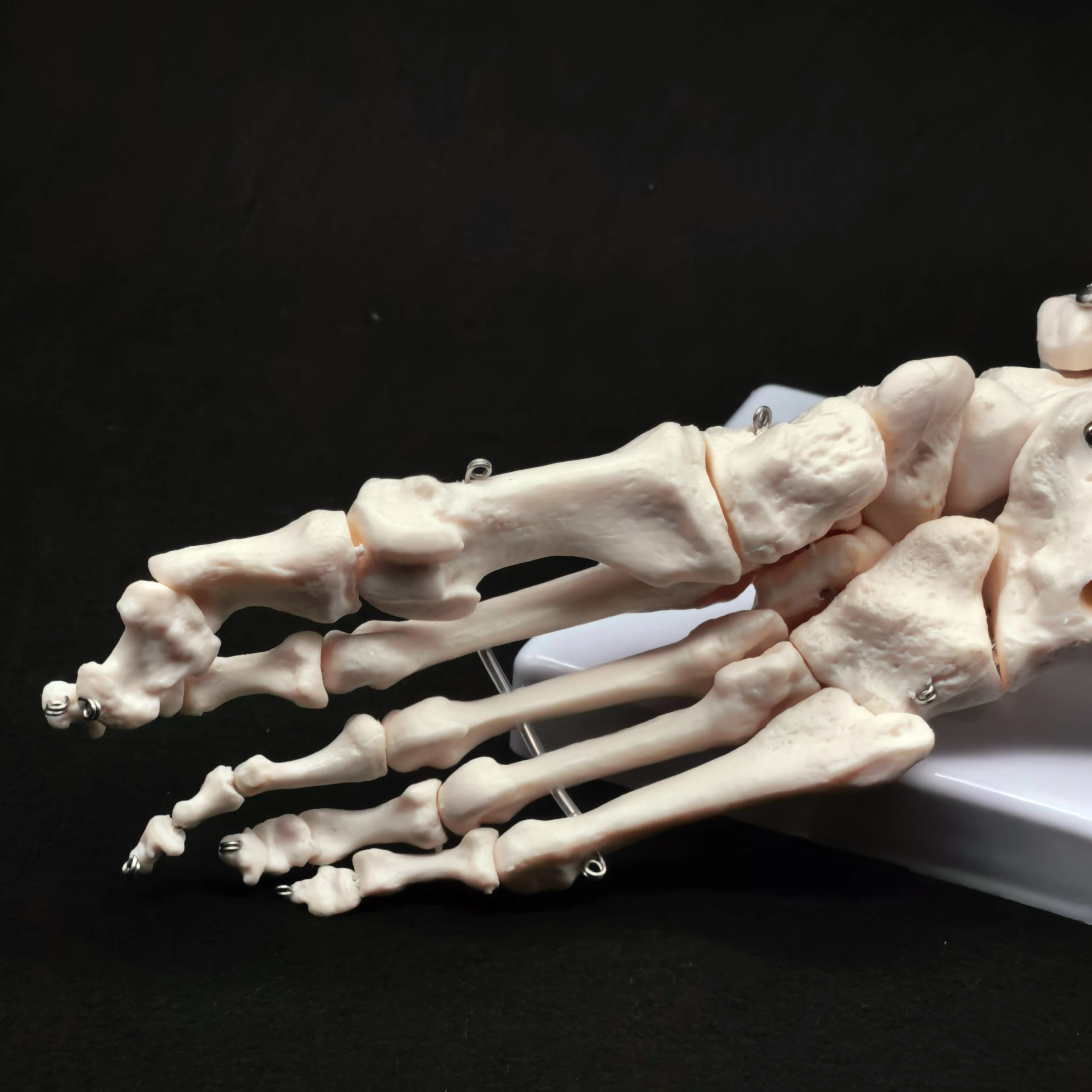 Foot and Ankle Joint Functional Anatomical Skeleton Model Medical Display Teaching School Life Size PVC
