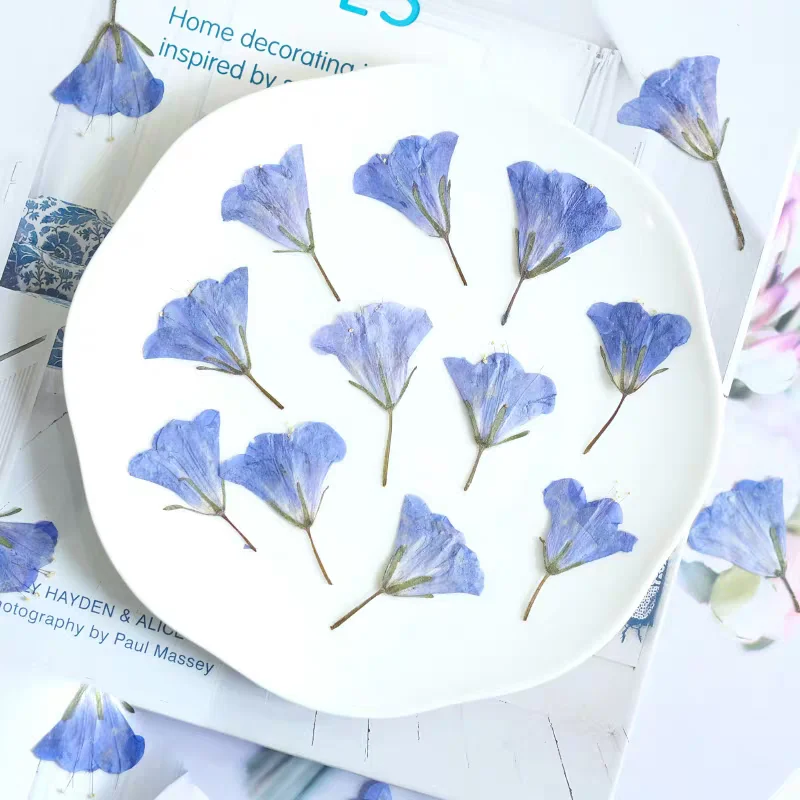 

Pressed Side Dried BlueBell Hyacinthoides Flower Herbarium For Jewelry Postcard Bookmark Frame Phone Case Invitation Card DIY