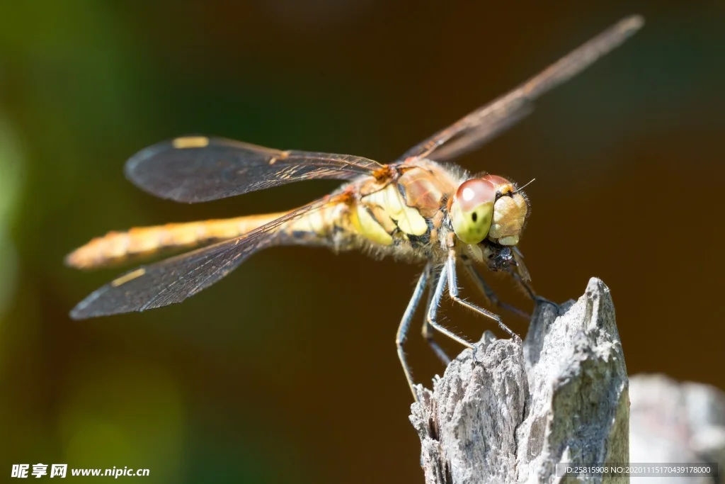 

25T Aluminum RC Servo Arm Horn for Futaba Savox Xcore HL HSP HD Power RC Tools