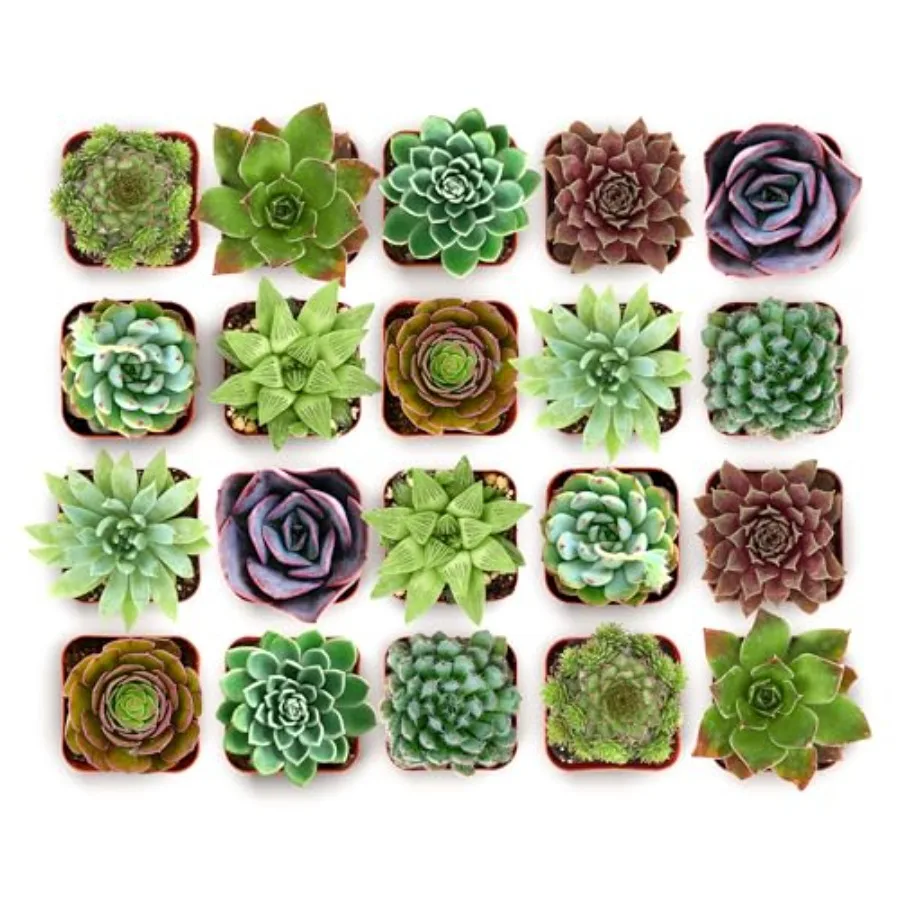 

Набор суккулентов Echeveria Rosette: 2 полностью укоренённых растения в горшках для подарков, сувениров, DIY-проектов, террариумов, домашнего декора