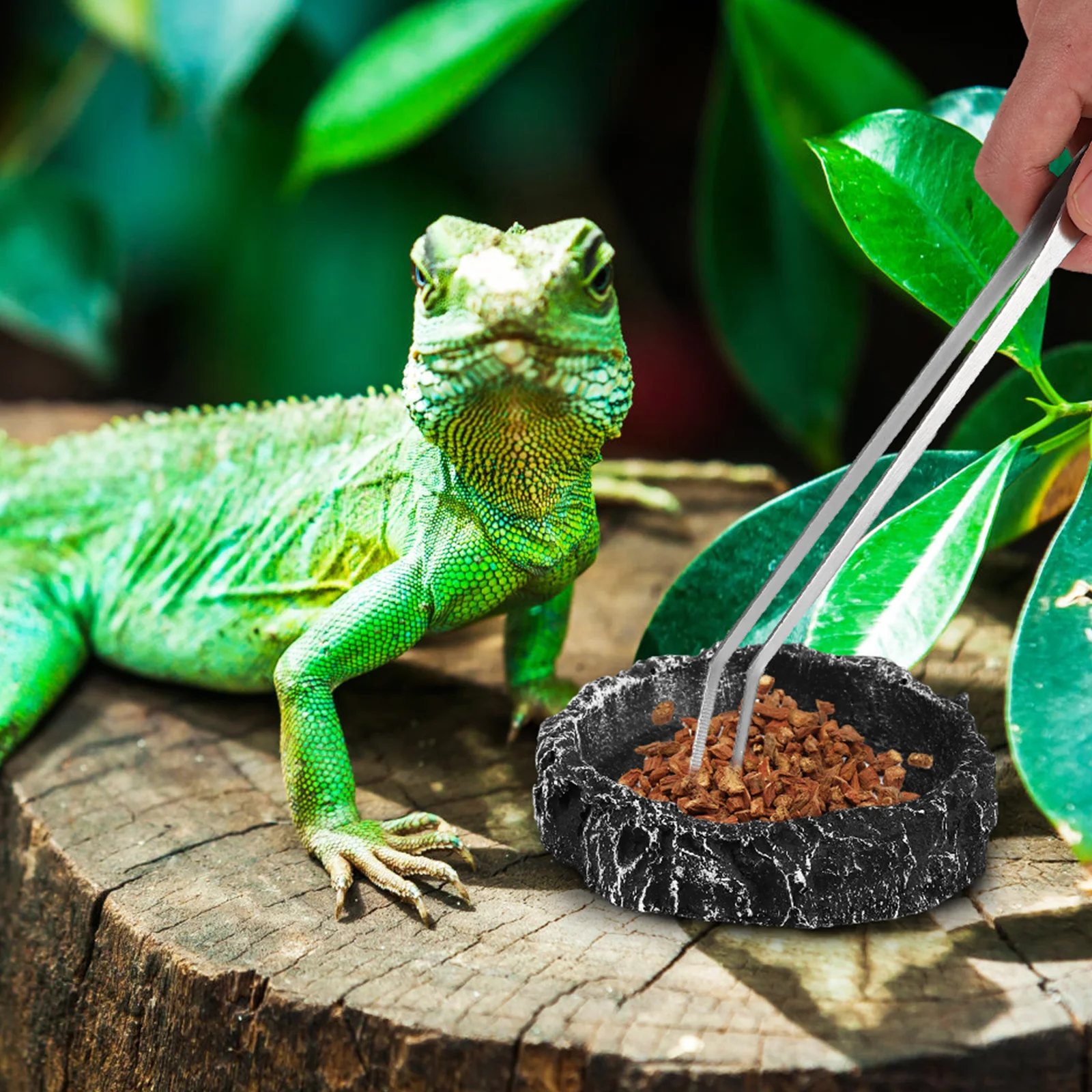 

2 pcs Reptile Feeding Bowls Premium Resin Food Water Dishes For Lizard Gecko Tortoise Chameleon Spider Scorpion Pet Habitat