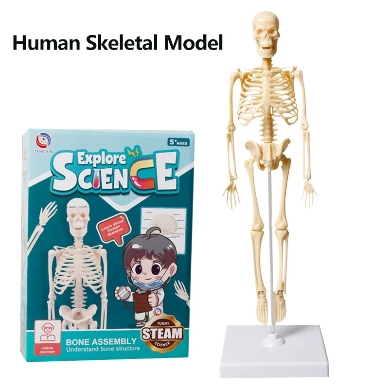 Skeleton Human Model Anatomy Skull Full Body Fingers And Toes Can Be Adjustable Toy Dropshipping Medical Science Teaching DIY