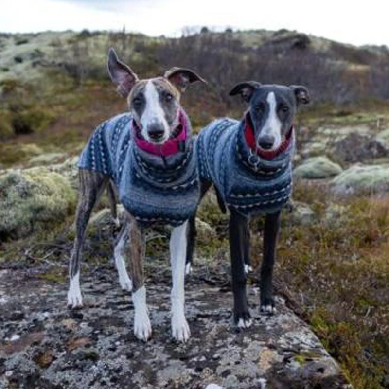 Inverno velo gola alta whippet colete italiano galgo bohemia estilo roupas casaco de cachorro estiramento macio bedlington roupas