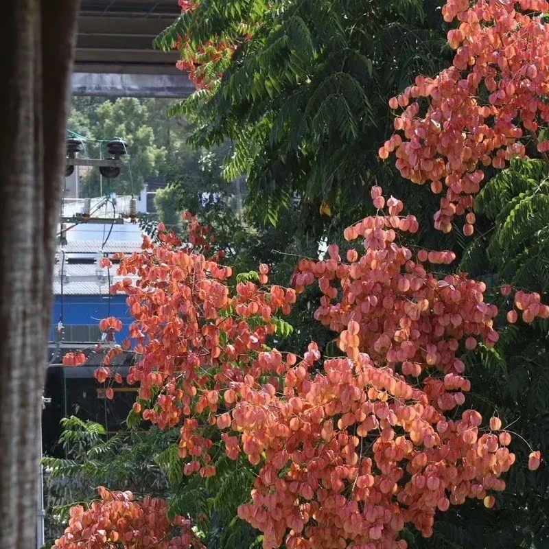 

JX Servo PDI-5513MG Цифровой сервопривод - 11,5 кг при 4,8 В 13 кг при 6 В 0,15 с/60 ° , 55g 2BB Metal Gear JR 265mm 330Hz RC Детали