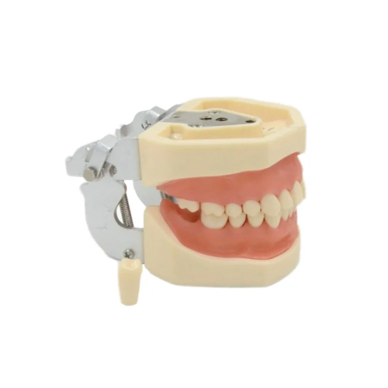 28-Removable Teeth Dental Manikin Essential for School Dental Teaching Preparation Model