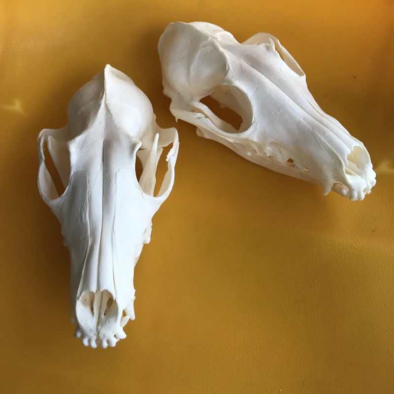 2pcs Red Fox Skull taxidermy real bone skeleton Christmas decoration gift