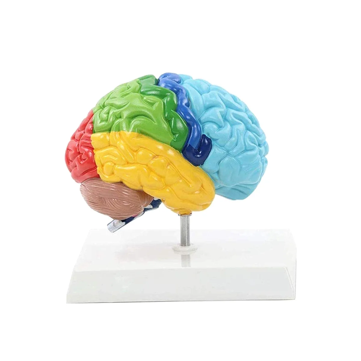 Right Hemisphere of Brain Human Body Model Education Brain Model 1:1 for Student Teaching Study Assembling Model