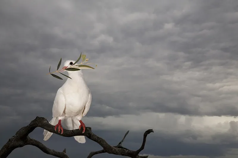 

004E Бесщеточный радиоуправляемый гоночный грузовик 4WD в масштабе 1/14 — высокая скорость 60 км/ч, скалолазание по бездорожью 2,4G