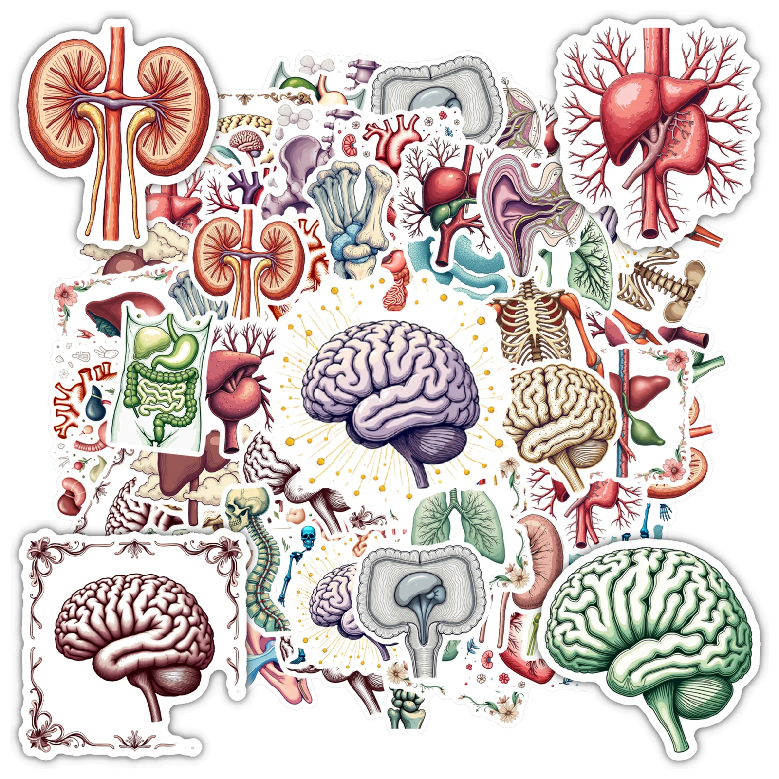 35pcs-150pcs Decals  Detailed Anatomy Sticker Human Organ Decal Biological Sticker for Instruments Stationery Notebooks