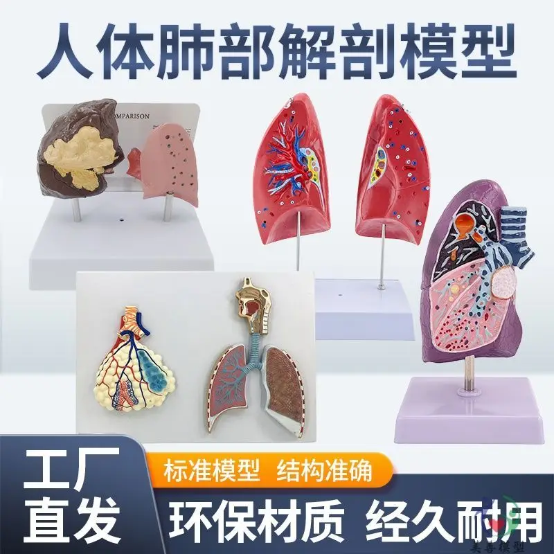 

Натуральная модель сердца Larynx для взрослых, модель сердца щитовидной железы, дыхательная система, легенды, висцеральная анатомия