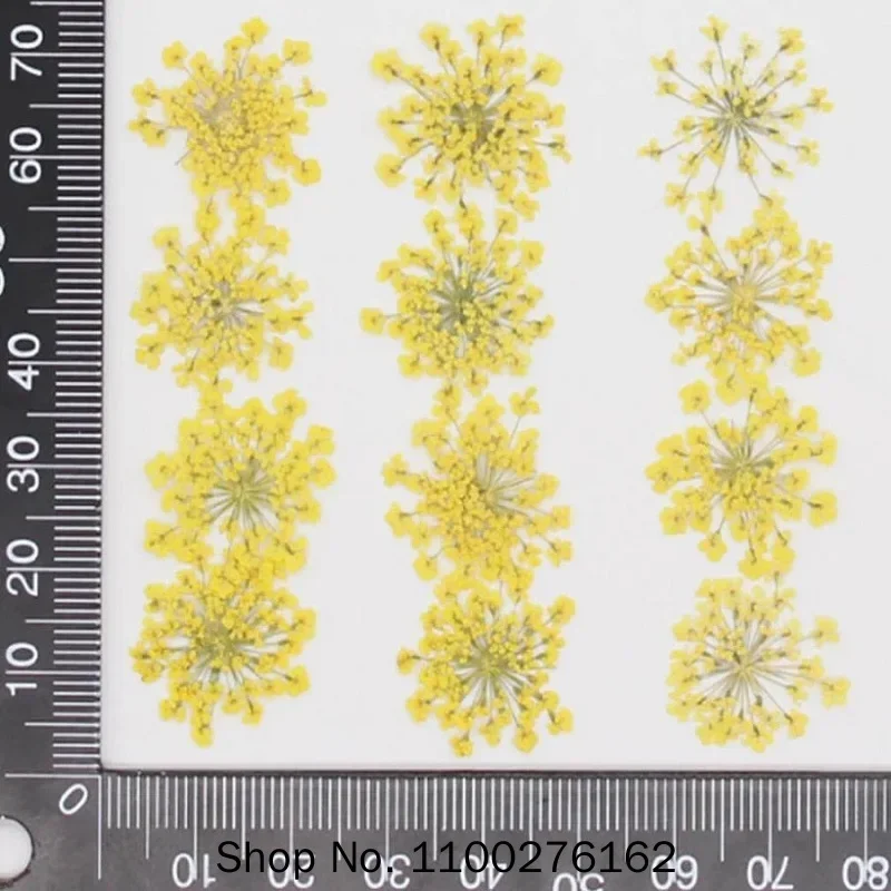 60pcs Pressed Dried Ammi Majus Flowers Plant Herbarium For Jewelry Postcard Invitation Card Phone Case Bookmark Craft DIY