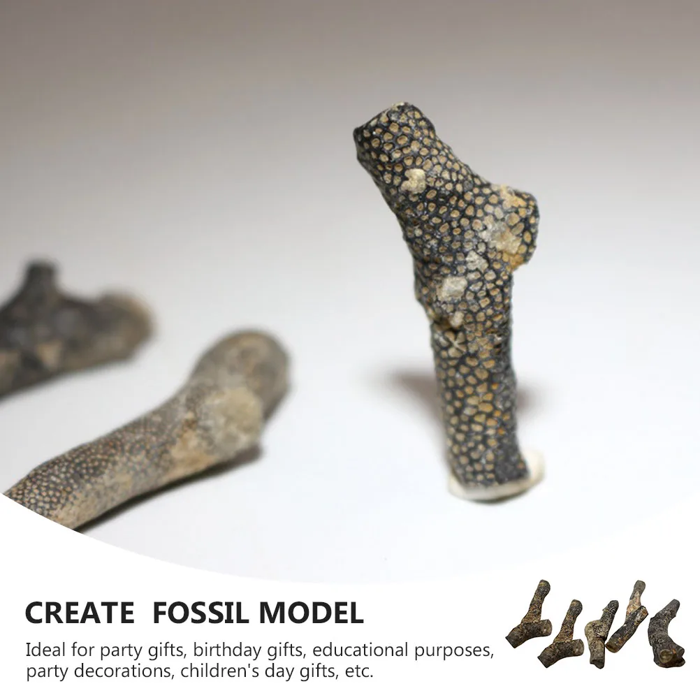 

5pcs Bryozoan Desktop Decoration Specimen Educational Teaching Tool For Party Gift Paleontology Simulation