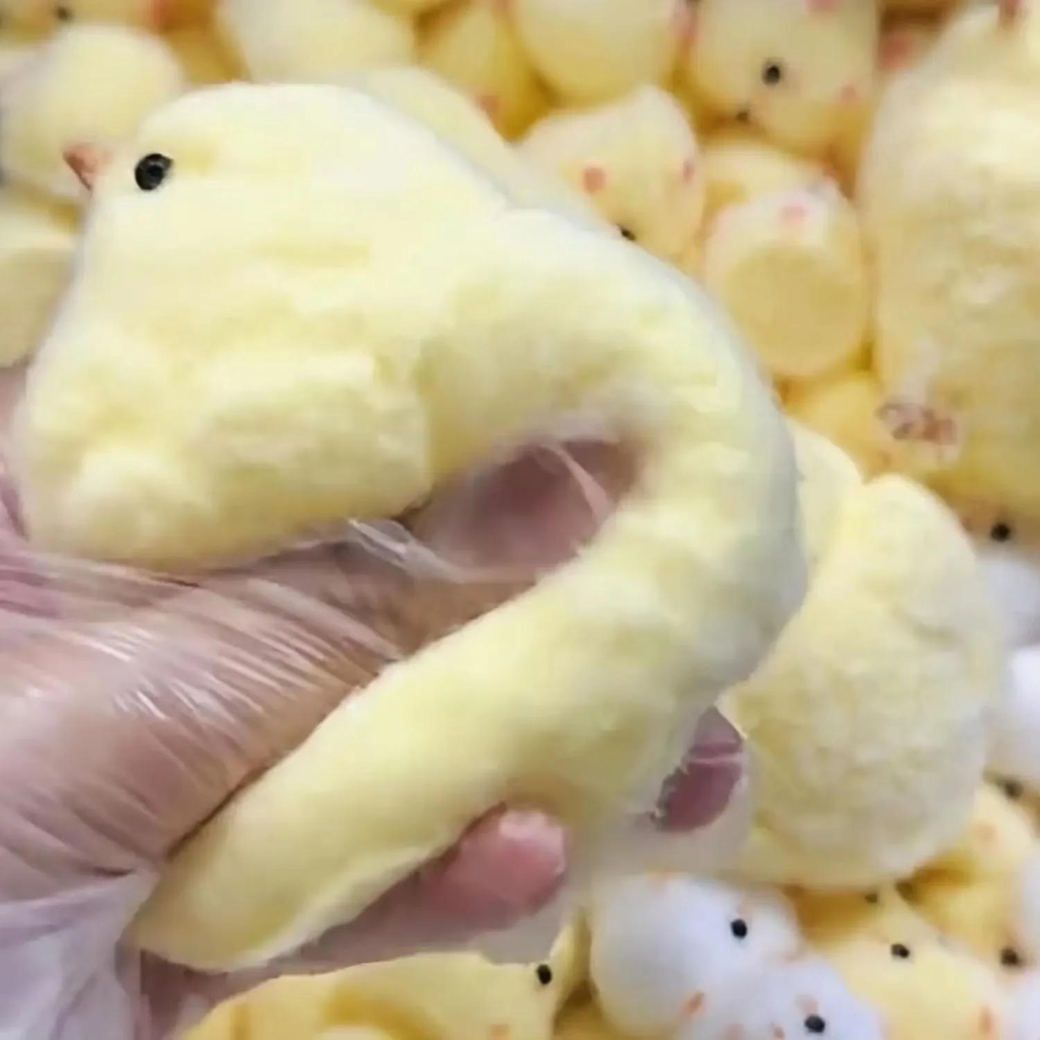 Handmade Chick Squishy Toys Ultra Soft Squishy Fidget Toys Silicone Pinch Entertainment Games for Children Christmas Gifts image 4