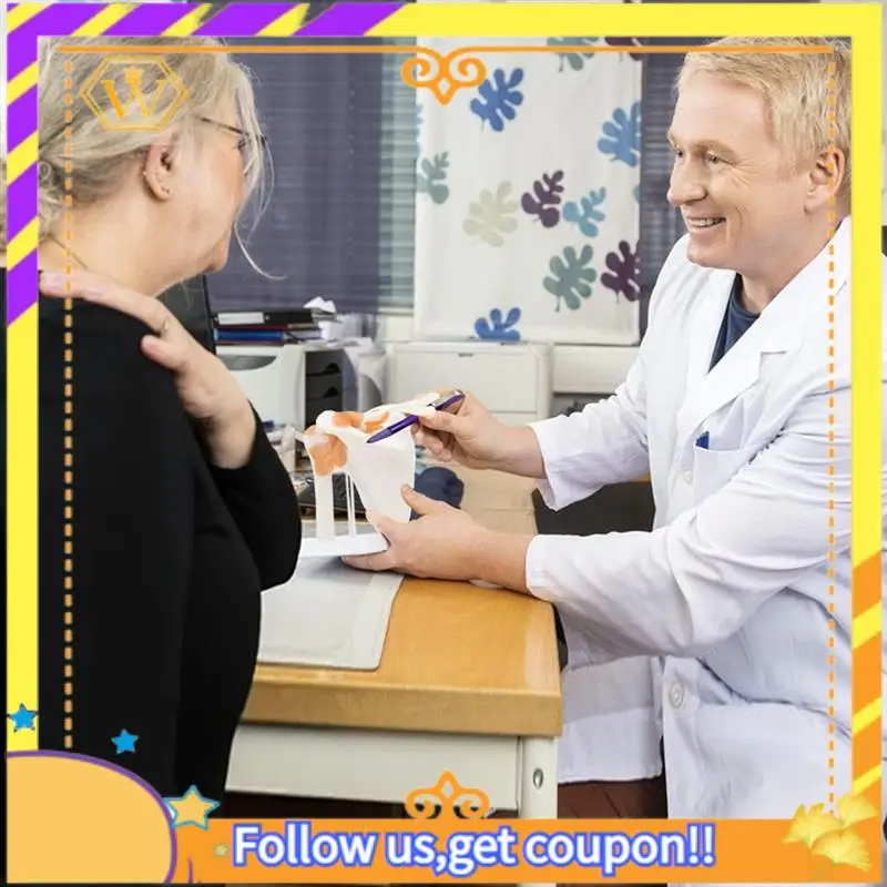 Latest- Shoulder Anatomy Model With Functional Ligaments, Shoulder Joint Model For  Teaching Display Model