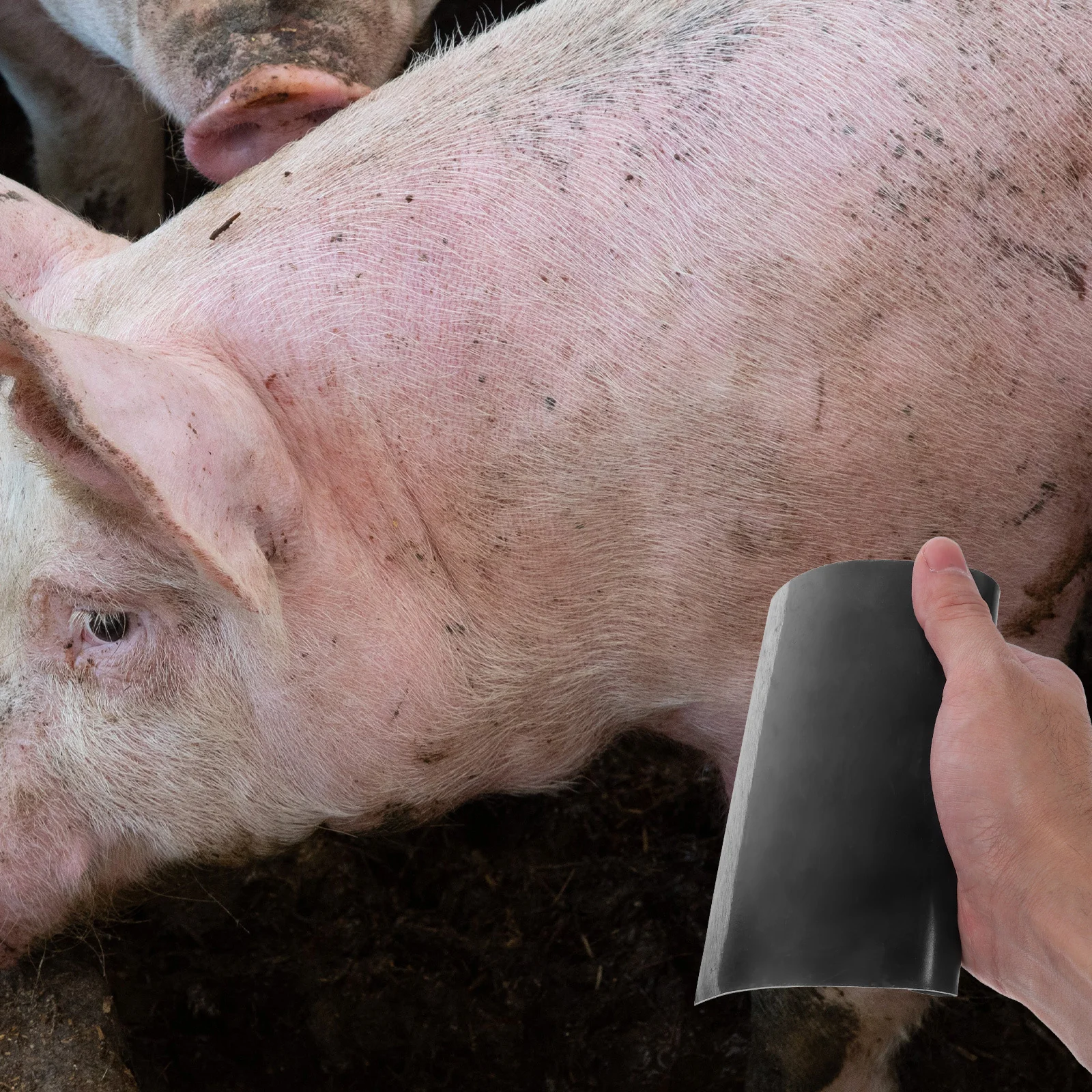 Alat Cukur Manual Baja Penghilang Bulu Babi Portabel Tahan Lama Pengikis Kulit Babi Alat Dapur Pengikis Bulu Hewan Peralatan Dapur