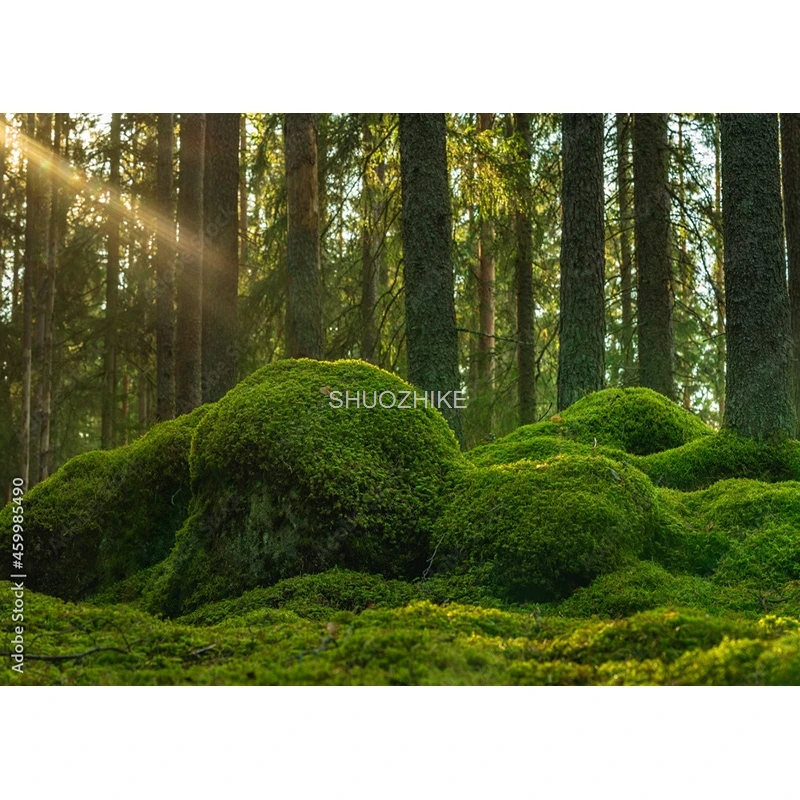 Tropical Rainforest Coniferous Forest Moss Fallen Tree Photography Backdrops Prop Jungle Nature Landscape Theme Background ZL-13