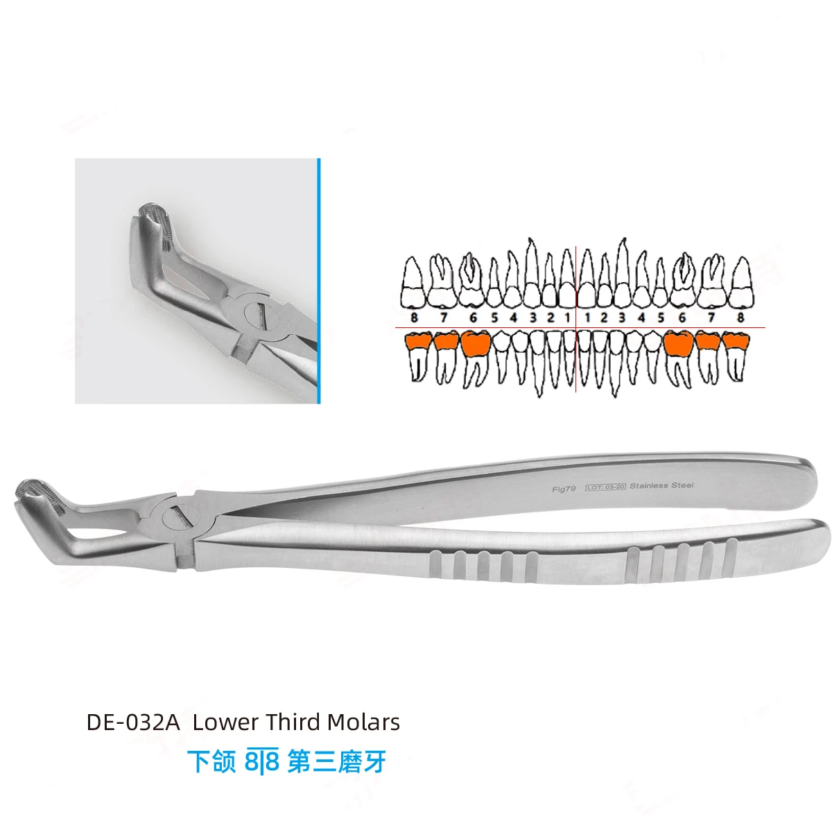 

Tooth Extraction Forceps 6/7/8 Wisdom Teeth Forceps Oral Dentist Tools Mandibular Third Molars