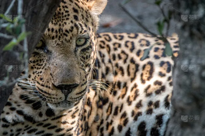 

Racing CENTER DIFF MOUNT CNC 7075 T6 ALUMINUM FOR ARRMA 6S 1/8 AND 1/7 RTR AND EXB V6