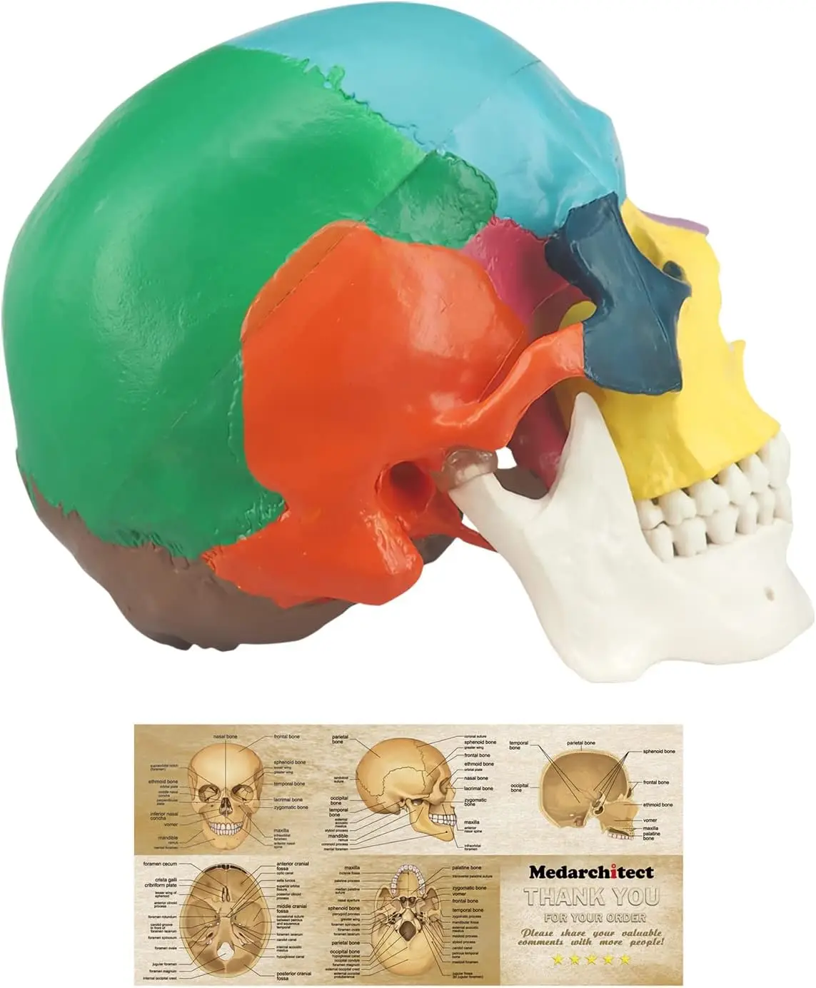 Medarchitect Human Colored Skull Model Life Size 3-Part Anatomical Model with Skull Chart for Medical Student Anatomy Course