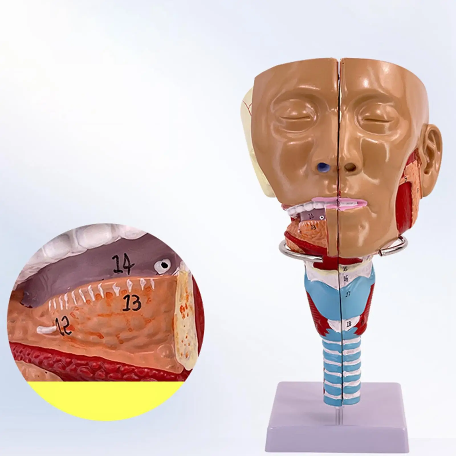 

Анатомическая модель горла носовой полости, цифровая идентификация, анатомическая модель полости рта для научного образования, студентов-медиков