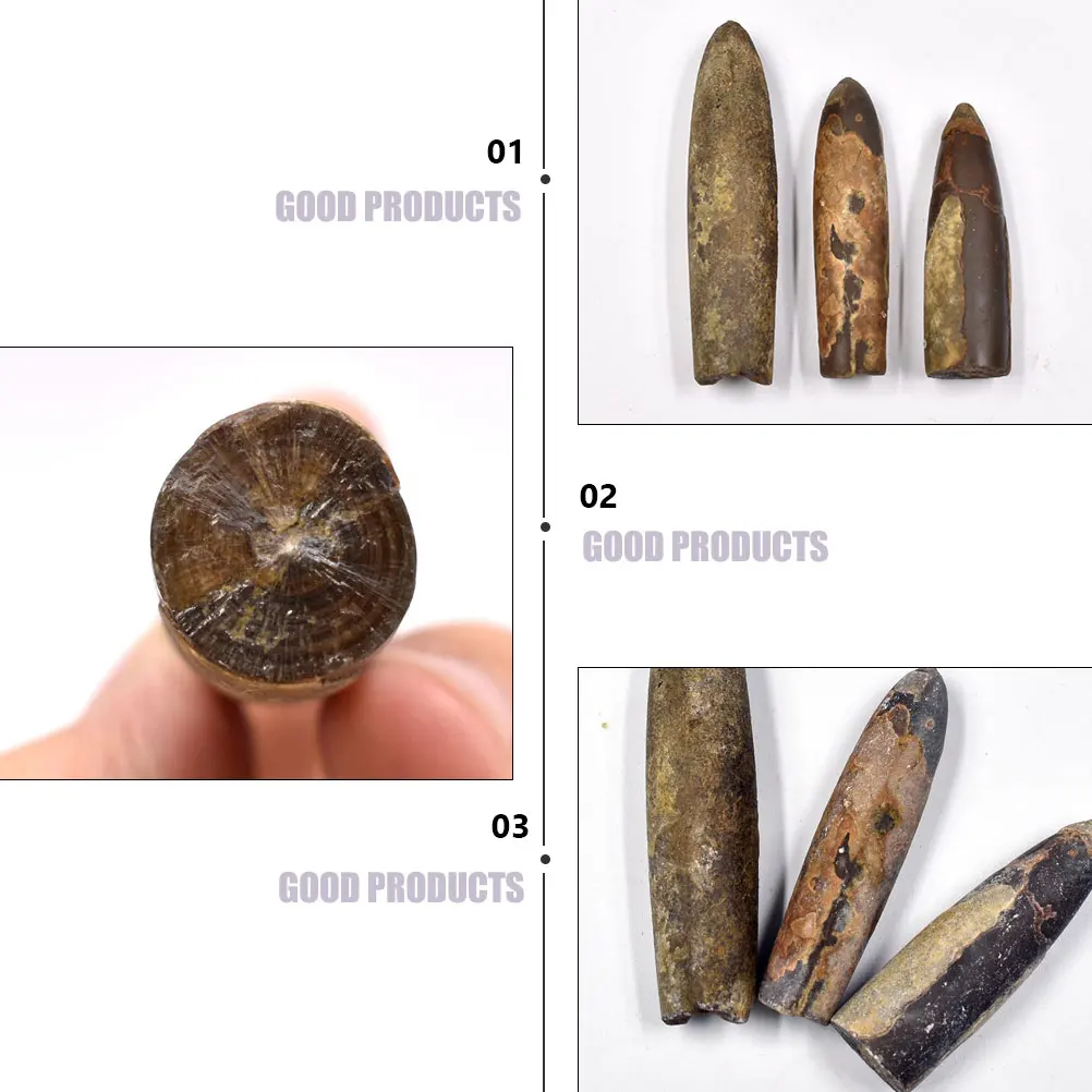 

10 Pcs Specimen Natural Teaching Educational Plaything Paleontology Ore Decoration