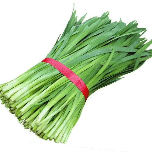 Agricultural Vegetable Harvester for Chinese Chives Parsley Celery Farm Harvesting