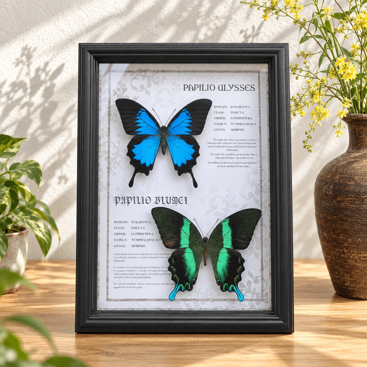 Preserved Swallowtail Butterfly Framed Art,Papilio Ulysses & Papilio Blumei,Vintage Entomology Home and Wall Decoration
