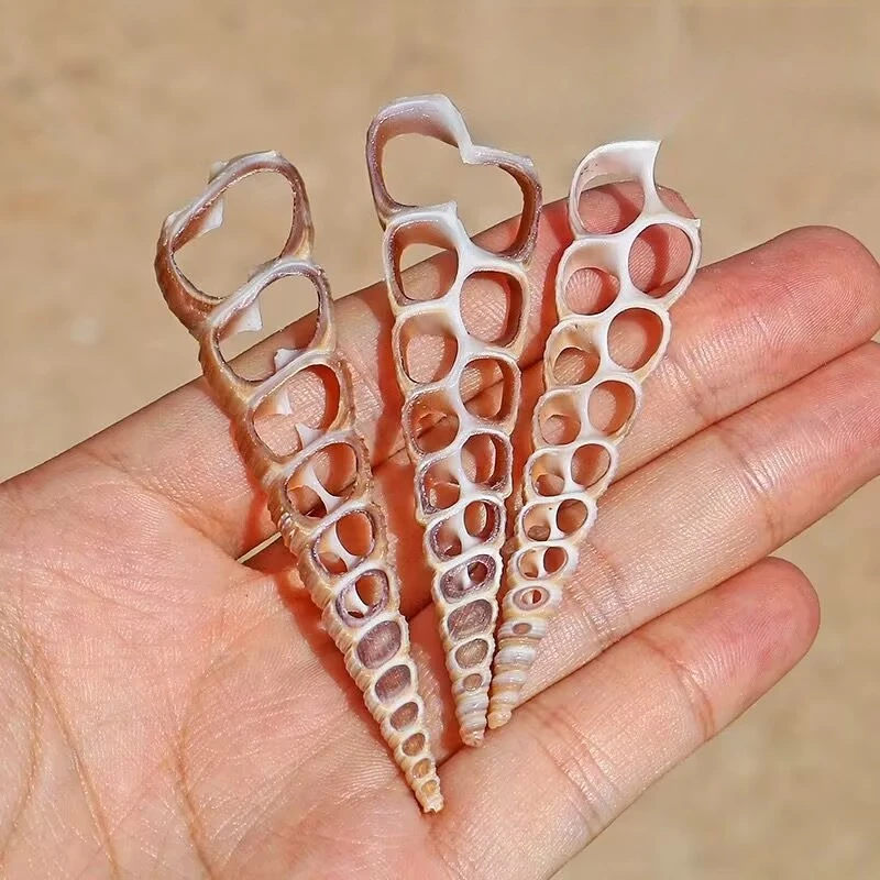 Natural Shell Conch Sliced Red Bud Snail Handmade Necklace Material Creative Clothes Accessories Wind Chimes Crafts Home Decor