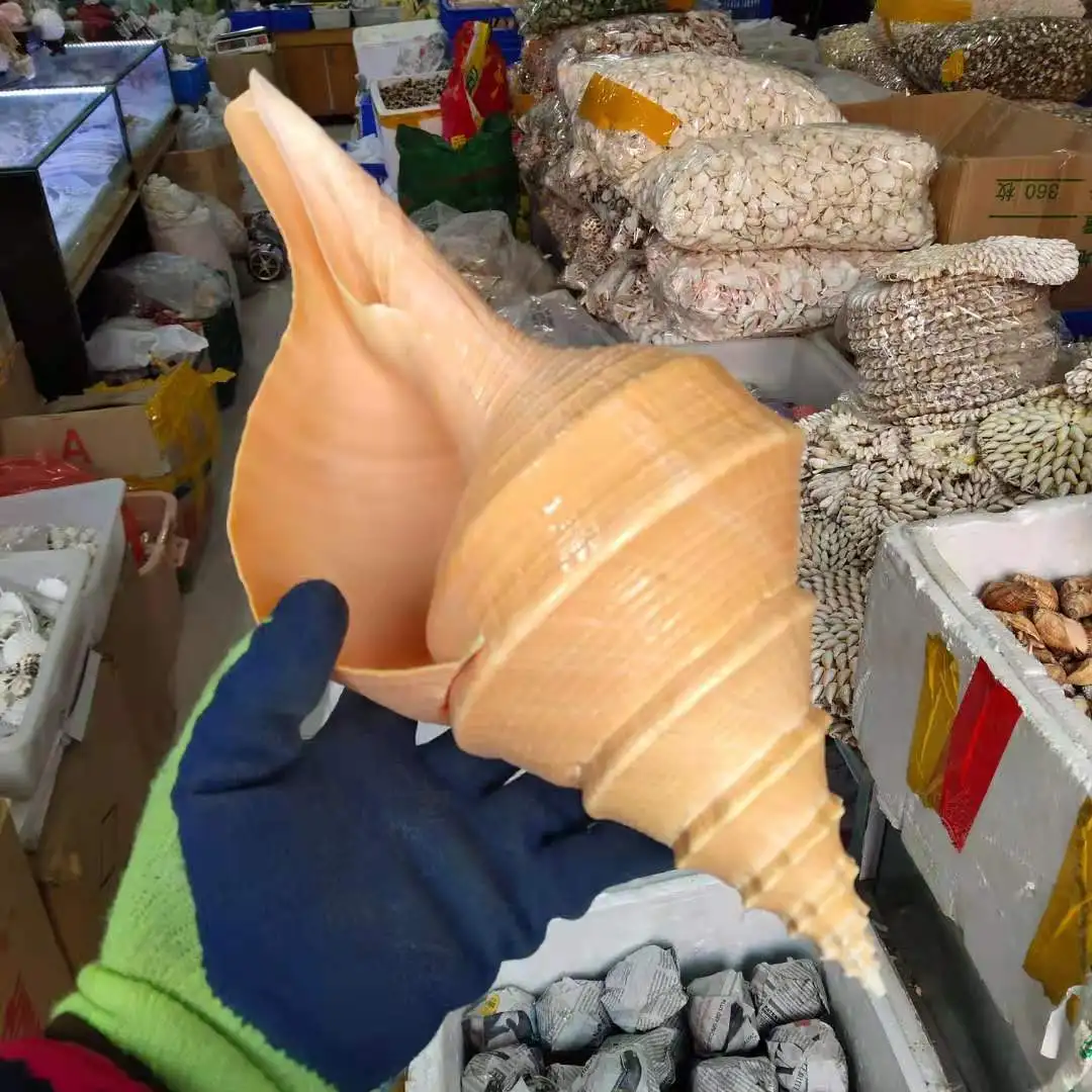 Extra Large Conch Shell for Home Furnishings, Australian Moisturizing Snail, 30-55cm