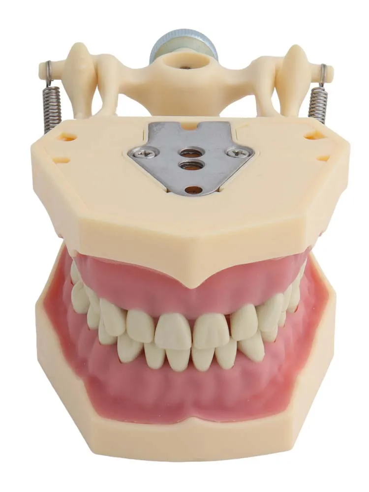 Model zębów dentystycznych pasuje Model zębów Frasaco Model nauczania dentystycznego demonstracja Model zęba wymienny 32 szt. Zęby dostępne