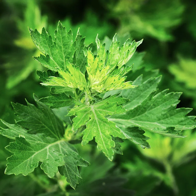 Daun Apsintus Alami Daun Mugwort Murni Masker Terapi Ramuan Moxa Moksibusi Mandi Kaki Pijat Relaksasi Tubuh Perawatan Kesehatan 500G/Tas