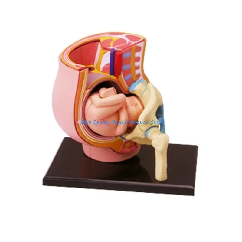 U2JE Human Women Pregnant Pelvis Section Model With 9 Months Baby Fetus Model Hand Painted Uterus Model Science Toy
