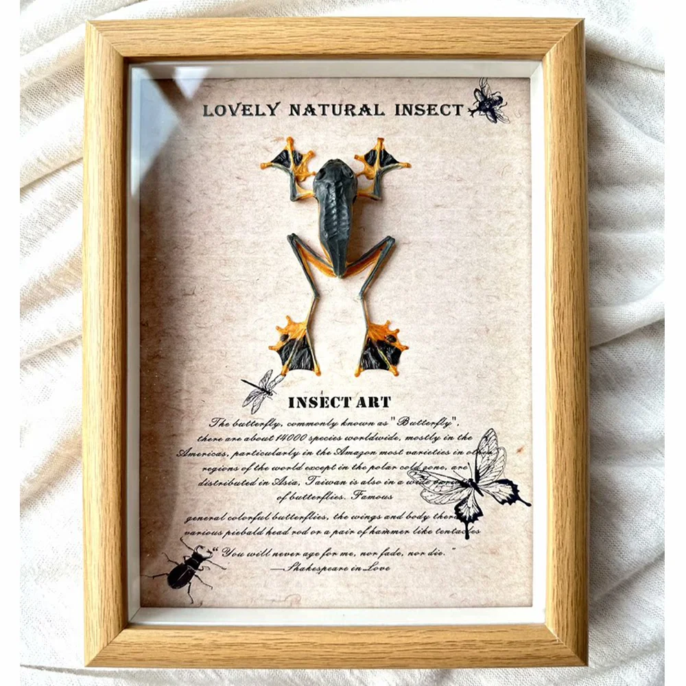 

Authentic Black-webbed Treefrog Specimen Flying Frog Handicrafts With Frame Exhibition Display Art Desktop Painting Unique Gift