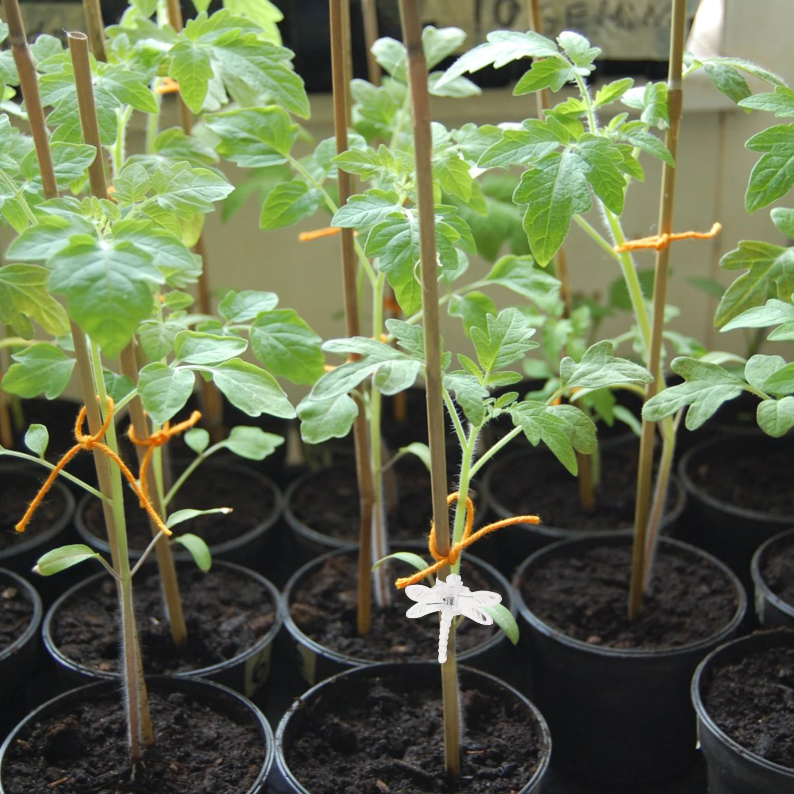 

10Pcs Orchid Clips Clear Small Stem Support Clamp Dragonfly Design Plant Clip for Vine Flowers and Vegetable Growth