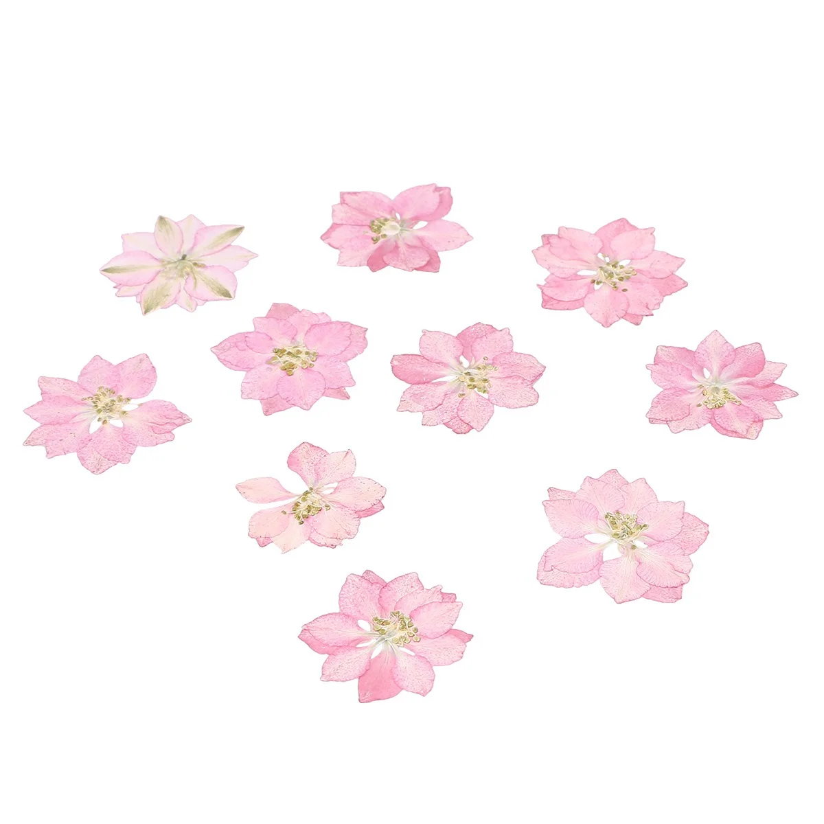 20 pezzi di fiori secchi campioni di piante naturali piccoli per decorazioni di conchiglie di telefoni fai da te ornamenti di fiori forniture regalo