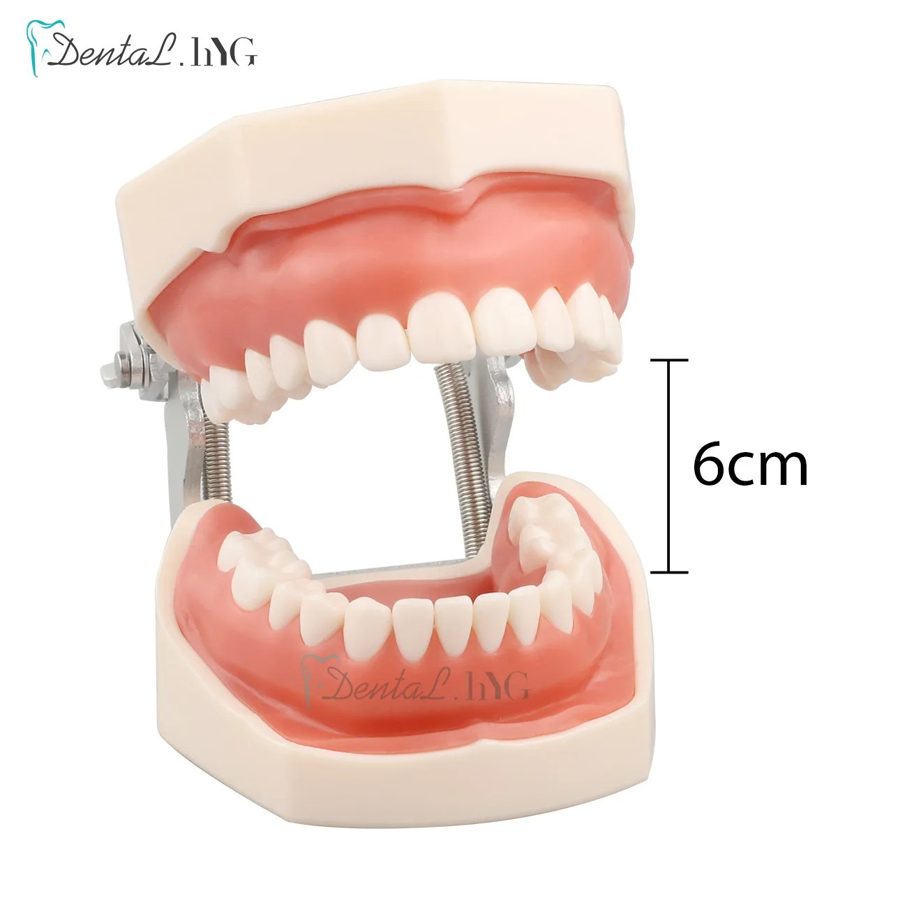 28/32pc Model zębów dentystyczne dla technika dentystycznego przygotowanie do ćwiczeń usuwalnego zęba kompatybilnego Model treningowy stomatologii