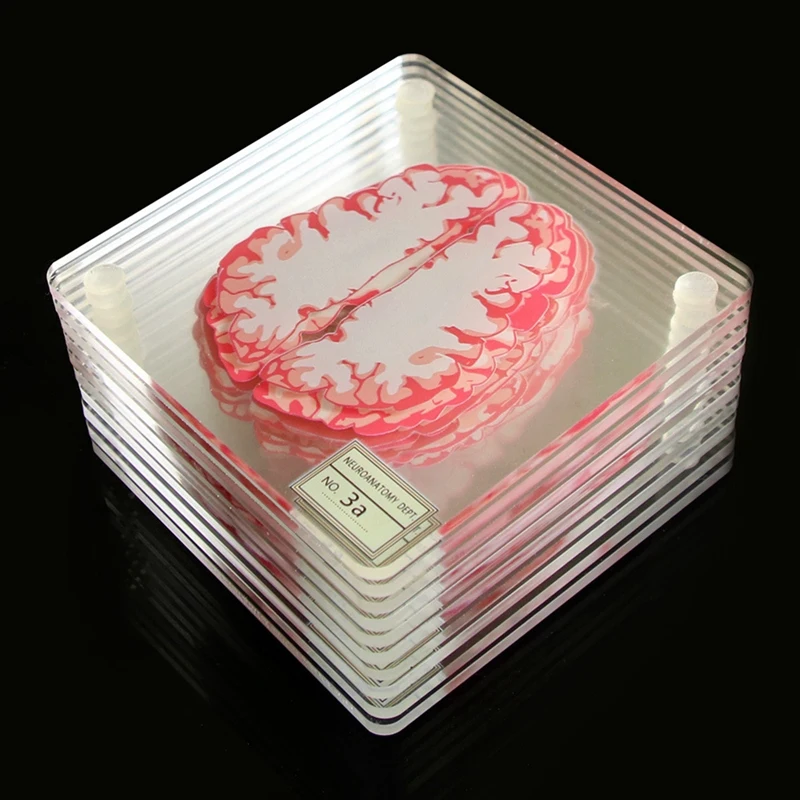 Brain Specimen Coasters Set 3D Organ Brain Artwork Brain Slices Square Acrylic Drinks Table Coaster