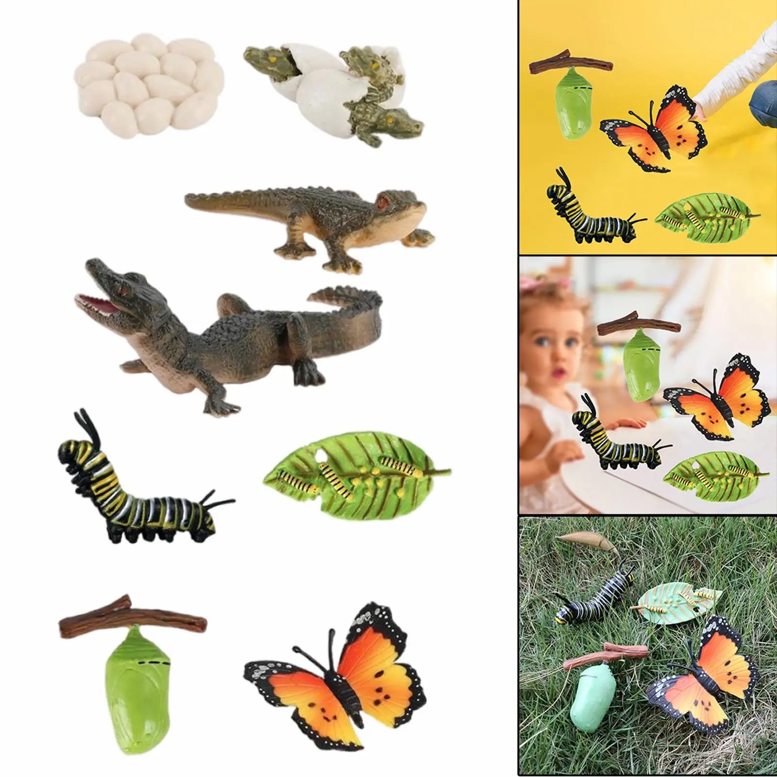 2/set Animal Growth Life Cycle Education Development Imagination Biology Classroom Toys Props