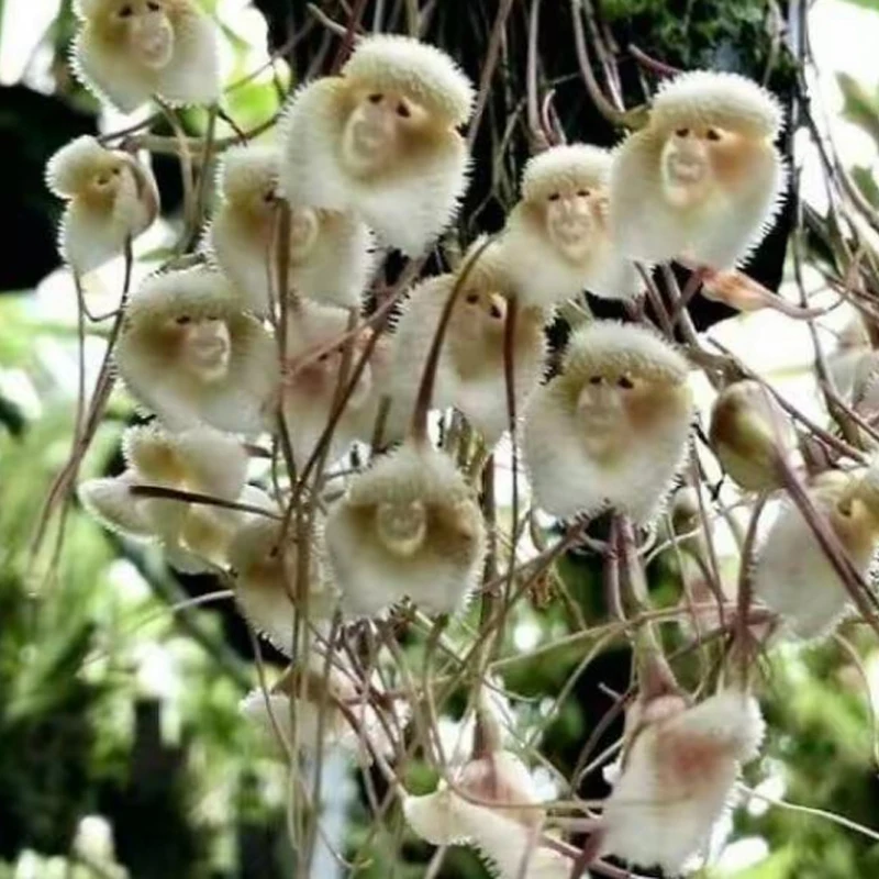 

Контроллер полета IFlight BLITZ F7 Stack F722 F7 с BLITZ E55 55A BLHELI32 4in1 ESC 2-6S DShot 600 для RC FPV Drone